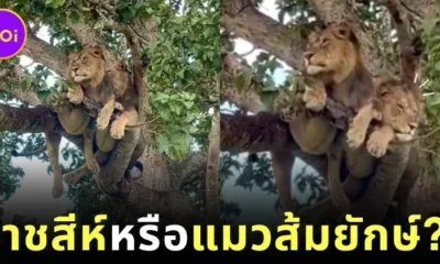 Lions Sleeping on Tree