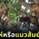 Lions Sleeping on Tree