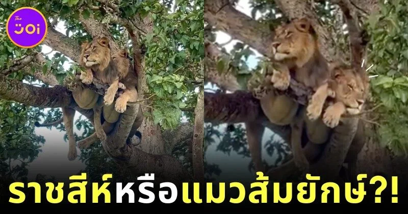 Lions Sleeping on Tree