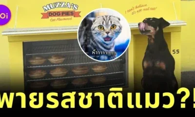 ร้านพายในนิวซีแลนด์เปิดตัว "พายรสชาติแมว" สำหรับน้องหมา! โดยรายได้ส่วนหนึ่งยังช่วยเหลือสุนัขยากไร้อีกด้วย