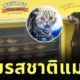 ร้านพายในนิวซีแลนด์เปิดตัว "พายรสชาติแมว" สำหรับน้องหมา! โดยรายได้ส่วนหนึ่งยังช่วยเหลือสุนัขยากไร้อีกด้วย