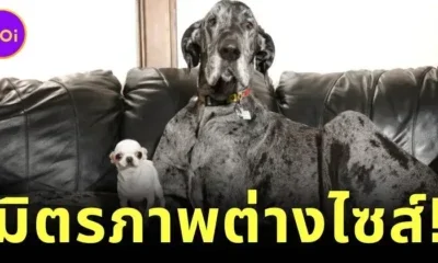 เผยภาพ "ชิวาวากับเกรทเดน" เป็นเพื่อนซี้กัน พิสูจน์ไซส์ไม่ใช่อุปสรรคในการสร้างมิตรภาพ
