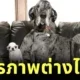 เผยภาพ "ชิวาวากับเกรทเดน" เป็นเพื่อนซี้กัน พิสูจน์ไซส์ไม่ใช่อุปสรรคในการสร้างมิตรภาพ