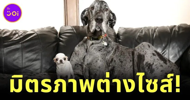 เผยภาพ "ชิวาวากับเกรทเดน" เป็นเพื่อนซี้กัน พิสูจน์ไซส์ไม่ใช่อุปสรรคในการสร้างมิตรภาพ