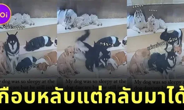 หมาไซน้องใหม่ในศูนย์ฝากเลี้ยงสุนัข ง่วงหนักแต่เก๊กเก่ง! สภาพสลึมสลือจนไวรัล