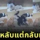 หมาไซน้องใหม่ในศูนย์ฝากเลี้ยงสุนัข ง่วงหนักแต่เก๊กเก่ง! สภาพสลึมสลือจนไวรัล