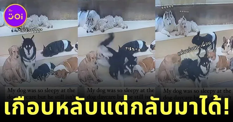 หมาไซน้องใหม่ในศูนย์ฝากเลี้ยงสุนัข ง่วงหนักแต่เก๊กเก่ง! สภาพสลึมสลือจนไวรัล