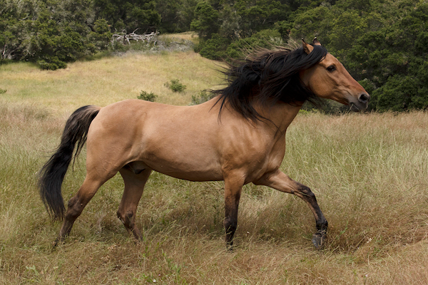 "สปิริต (Spirit)" ม้าต้นแบบจากแอนิเมชั่นดัง "Spirit: Stallion of the Cimarron" ฉลองวันเกิดอายุครบ 30 ปี ขณะที่ใช้ชีวิตหลังเกษียณท่ามกลางธรรมชาติ
