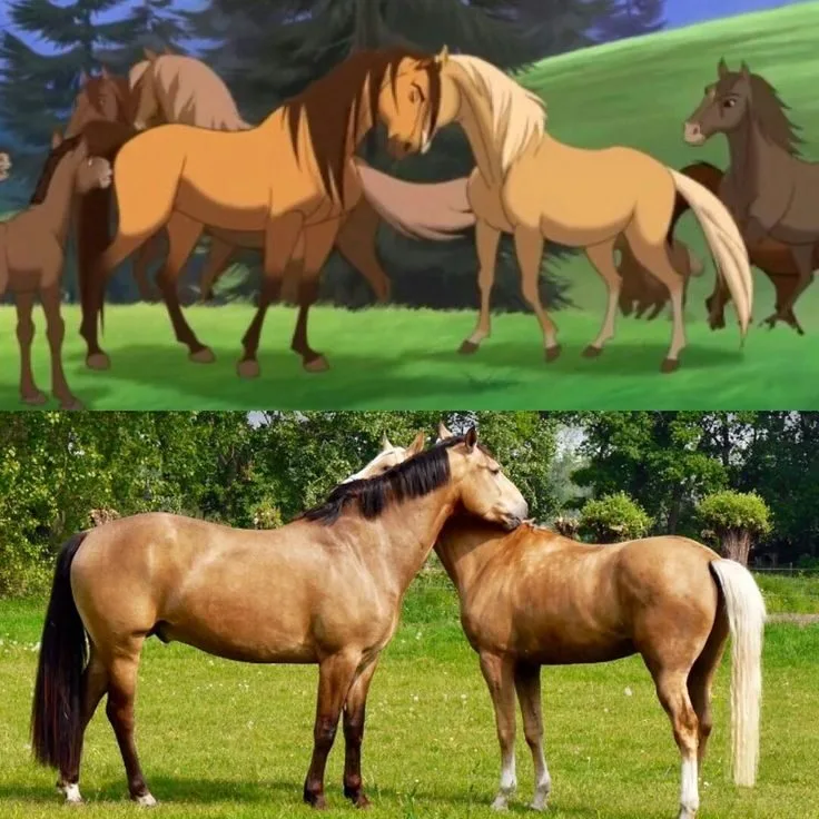 "สปิริต (Spirit)" ม้าต้นแบบจากแอนิเมชั่นดัง "Spirit: Stallion of the Cimarron" ฉลองวันเกิดอายุครบ 30 ปี ขณะที่ใช้ชีวิตหลังเกษียณท่ามกลางธรรมชาติ