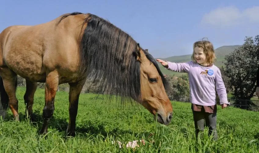 "สปิริต (Spirit)" ม้าต้นแบบจากแอนิเมชั่นดัง "Spirit: Stallion of the Cimarron" ฉลองวันเกิดอายุครบ 30 ปี ขณะที่ใช้ชีวิตหลังเกษียณท่ามกลางธรรมชาติ