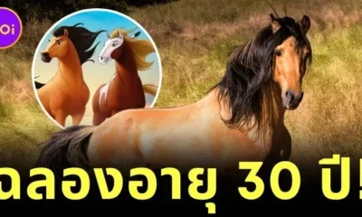 "สปิริต (Spirit)" ม้าต้นแบบจากแอนิเมชั่นดัง "Spirit: Stallion of the Cimarron" ฉลองวันเกิดอายุครบ 30 ปี ขณะที่ใช้ชีวิตหลังเกษียณท่ามกลางธรรมชาติ