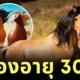 "สปิริต (Spirit)" ม้าต้นแบบจากแอนิเมชั่นดัง "Spirit: Stallion of the Cimarron" ฉลองวันเกิดอายุครบ 30 ปี ขณะที่ใช้ชีวิตหลังเกษียณท่ามกลางธรรมชาติ