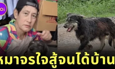 ทาสหมาใจฟู! "ท็อป-ไทด์ บรรลือฤทธิ์" รับเลี้ยงน้องหมาจร "นักวิ่งใจสู้" จากโครงการ "สัญญาไม่ทอดทิ้ง ขอวิ่งเพื่อบ้านสุขสุดท้าย"