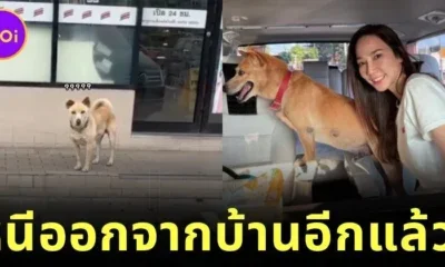Tua Aum Patchrapas freedom loving dog sneaks away from home again
