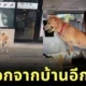 Tua Aum Patchrapas freedom loving dog sneaks away from home again