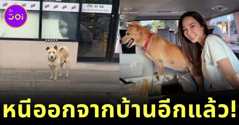 Tua Aum Patchrapas freedom loving dog sneaks away from home again