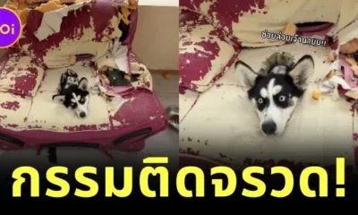 ขั้นกว่าของการทำลายล้าง! เจ้าไซบีเรียนแท็กทีมพังบ้าน สุดท้ายกลายเป็นผู้ประสบภัยในซากโซฟา!