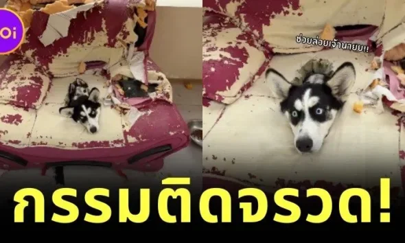 ขั้นกว่าของการทำลายล้าง! เจ้าไซบีเรียนแท็กทีมพังบ้าน สุดท้ายกลายเป็นผู้ประสบภัยในซากโซฟา!