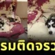 ขั้นกว่าของการทำลายล้าง! เจ้าไซบีเรียนแท็กทีมพังบ้าน สุดท้ายกลายเป็นผู้ประสบภัยในซากโซฟา!