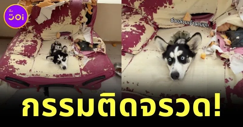 ขั้นกว่าของการทำลายล้าง! เจ้าไซบีเรียนแท็กทีมพังบ้าน สุดท้ายกลายเป็นผู้ประสบภัยในซากโซฟา!