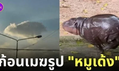 ก้อนเมฆหมูเด้ง