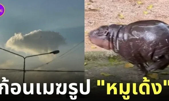 ก้อนเมฆหมูเด้ง