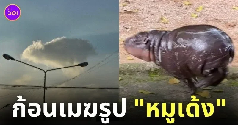 ก้อนเมฆหมูเด้ง