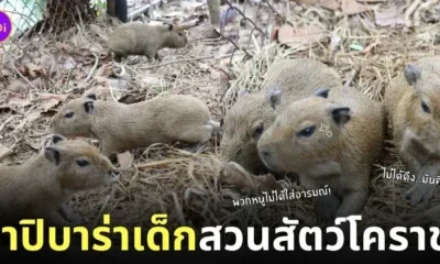 ลูกคาปิบาร่าเกิดใหม่ สวนสัตว์โคราช