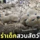 ลูกคาปิบาร่าเกิดใหม่ สวนสัตว์โคราช