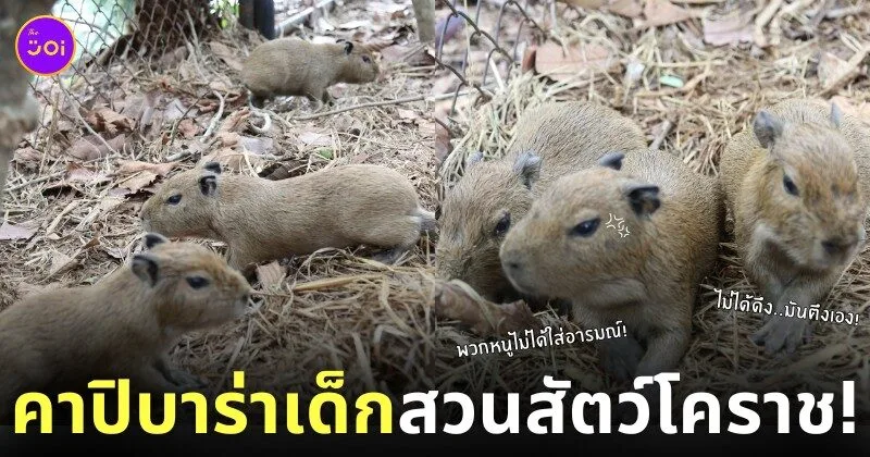 ลูกคาปิบาร่าเกิดใหม่ สวนสัตว์โคราช