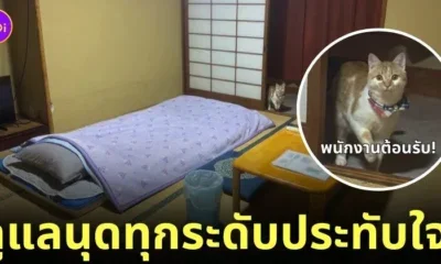 แมวในเรียวกังญี่ปุ่น