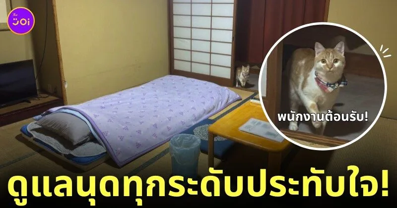 แมวในเรียวกังญี่ปุ่น