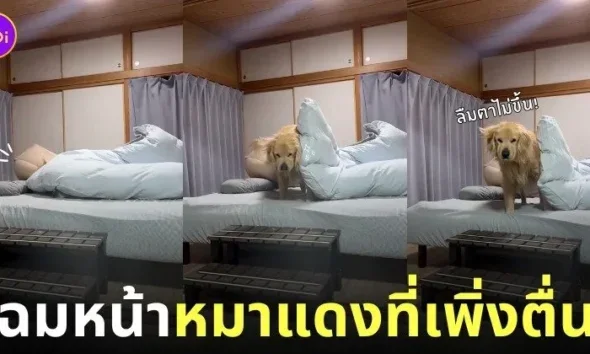 คลิปหมาโกลเด้นที่หน้ายู่ยี่เพราะเพิ่งลืมตาตื่นจากที่นอน