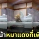 คลิปหมาโกลเด้นที่หน้ายู่ยี่เพราะเพิ่งลืมตาตื่นจากที่นอน