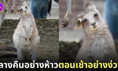 ภาพจิงโจ้เด็กทำท่าง่วงนอน
