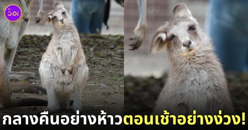 ภาพจิงโจ้เด็กทำท่าง่วงนอน