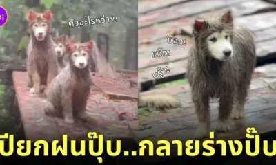 คลิปหมาวัดที่ภูทับเบิก TikTok