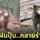 คลิปหมาวัดที่ภูทับเบิก TikTok