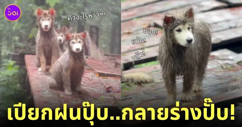 คลิปหมาวัดที่ภูทับเบิก TikTok