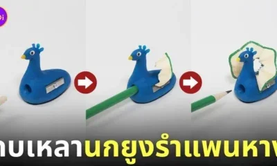 กบเหลาดินสอนกยูงรำแพนหาง