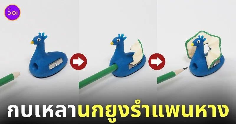 กบเหลาดินสอนกยูงรำแพนหาง