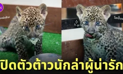 น้องแผ่นดิน ลูกเสือดาว เชียงใหม่ไนท์ซาฟารี