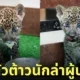น้องแผ่นดิน ลูกเสือดาว เชียงใหม่ไนท์ซาฟารี