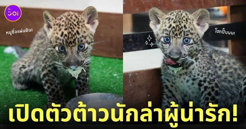 น้องแผ่นดิน ลูกเสือดาว เชียงใหม่ไนท์ซาฟารี