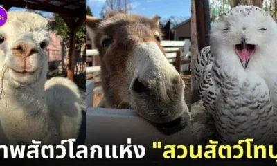 ภาพสัตว์โลกน่ารัก สวนสัตว์โทบุ Tobu Zoo ประเทศญี่ปุ่น