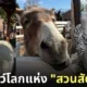 ภาพสัตว์โลกน่ารัก สวนสัตว์โทบุ Tobu Zoo ประเทศญี่ปุ่น