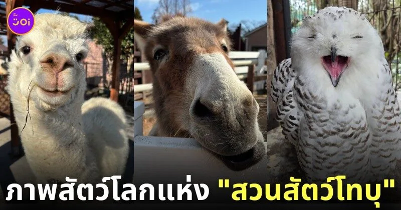 ภาพสัตว์โลกน่ารัก สวนสัตว์โทบุ Tobu Zoo ประเทศญี่ปุ่น