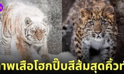 ภาพถ่ายเสือน่ารัก RIKUNOW