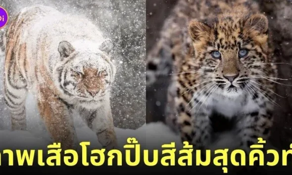 ภาพถ่ายเสือน่ารัก RIKUNOW