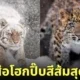 ภาพถ่ายเสือน่ารัก RIKUNOW